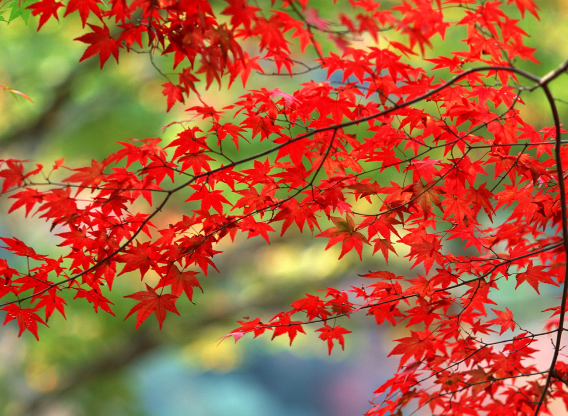 Screenshot №1 pro téma Japanese Maple 1920x1408