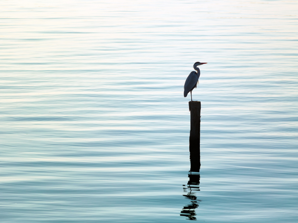 Lonely Bird wallpaper 1024x768