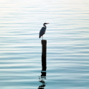 Das Lonely Bird Wallpaper 128x128