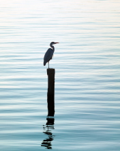 Lonely Bird screenshot #1 176x220