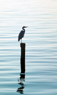 Sfondi Lonely Bird 240x400