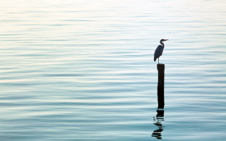 Lonely Bird Background for Android, iPhone and iPad