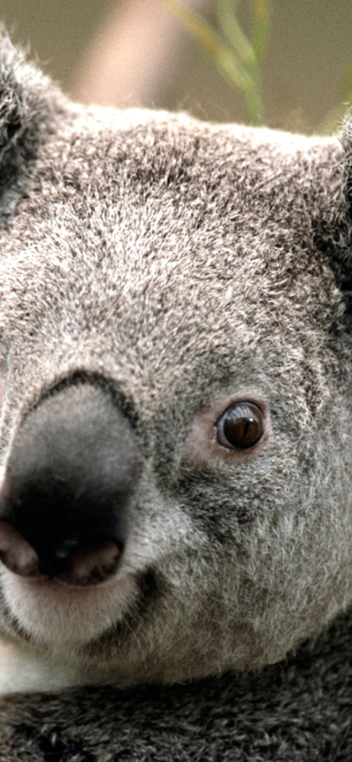 Sfondi Koala 1170x2532