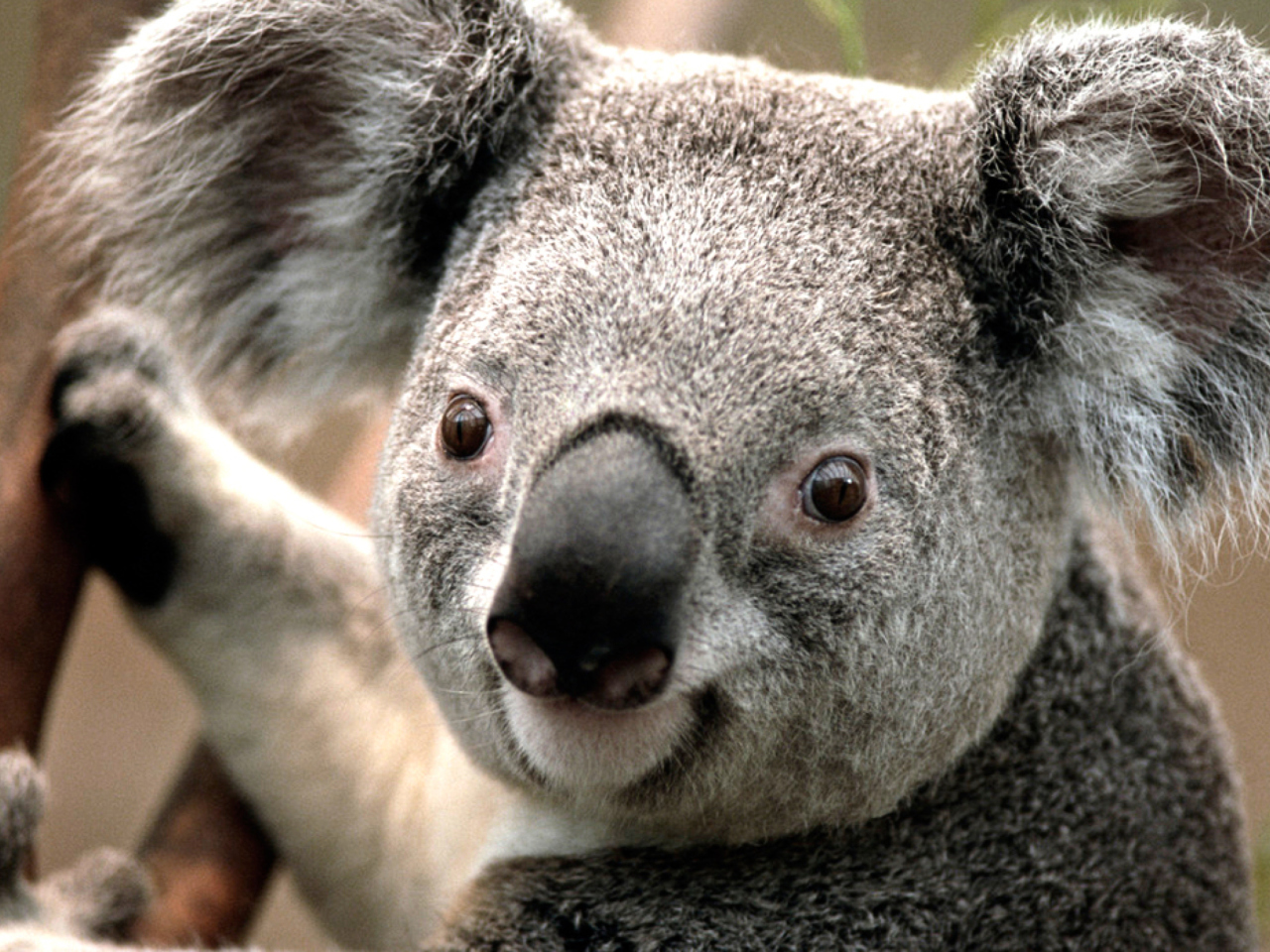 Koala wallpaper 1280x960