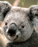 Sfondi Koala 128x160