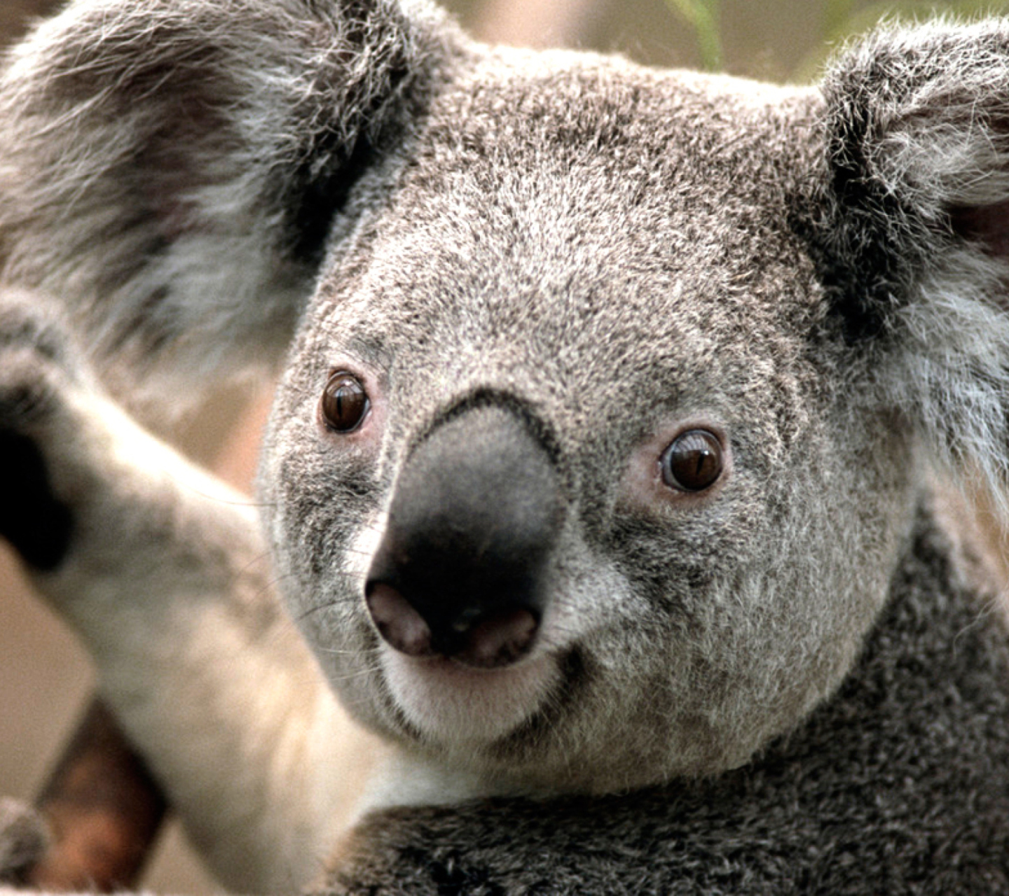 Fondo de pantalla Koala 1440x1280