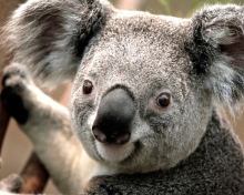 Обои Koala 220x176