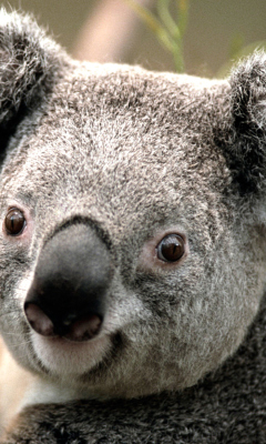 Fondo de pantalla Koala 240x400
