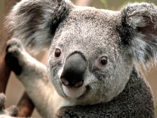 Sfondi Koala 320x240