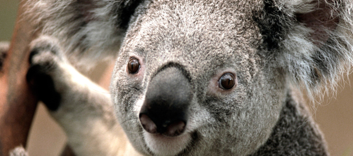 Das Koala Wallpaper 720x320