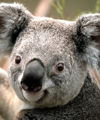 Koala - Obrázkek zdarma pro 320x480