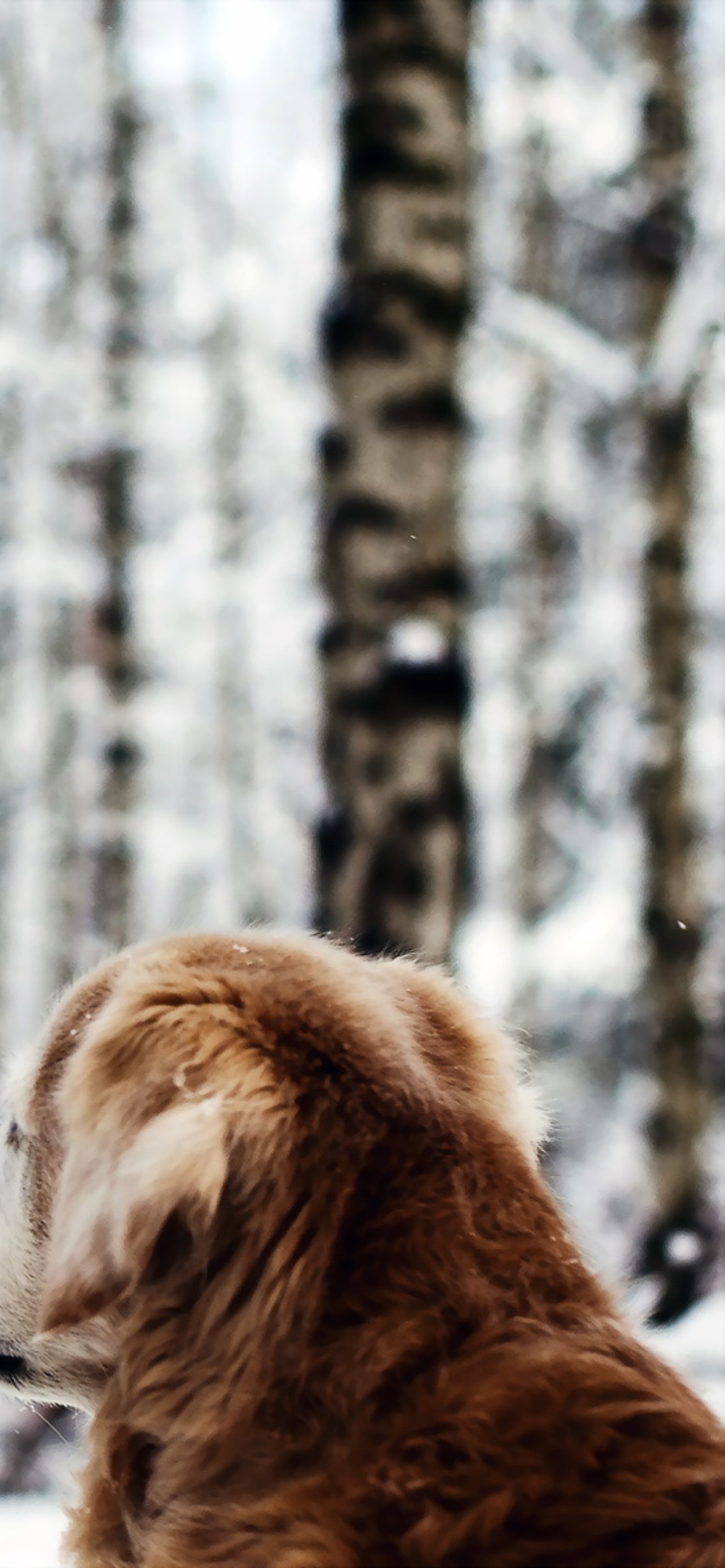 Sfondi Dog Looking At Winter Landscape 1170x2532