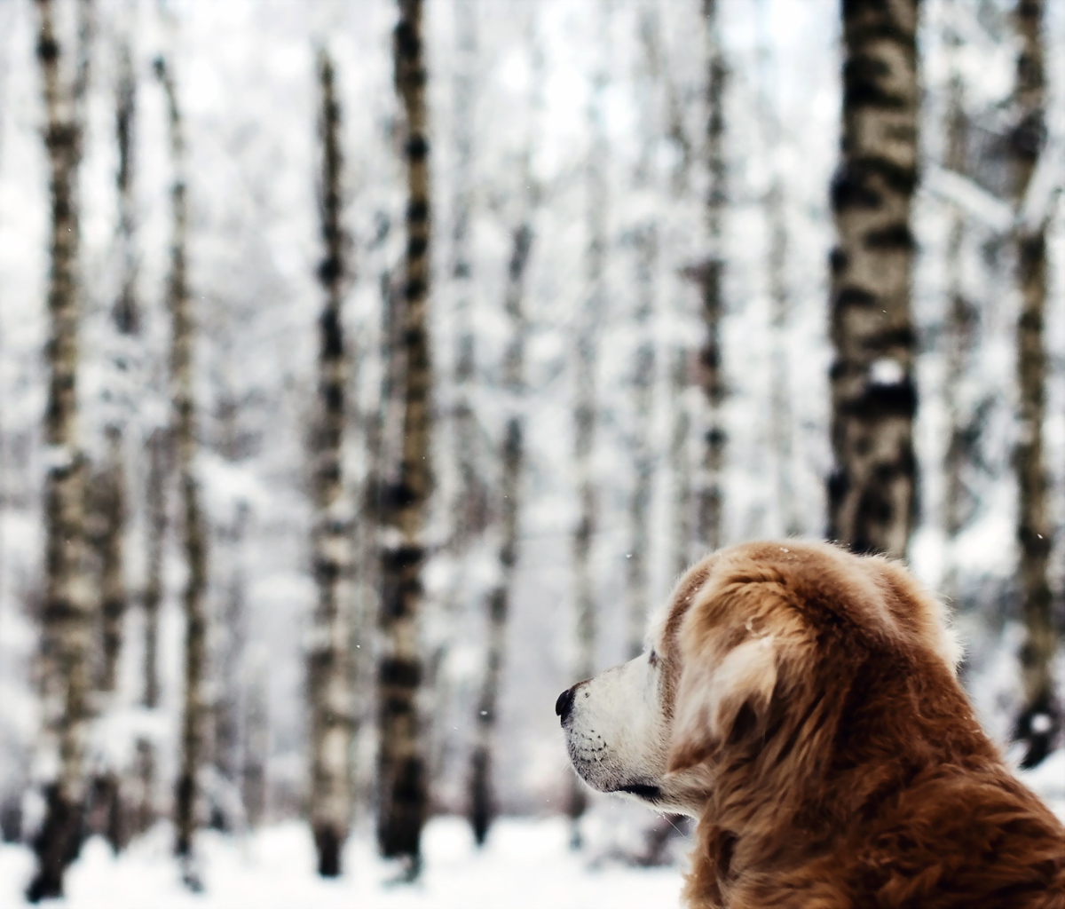 Обои Dog Looking At Winter Landscape 1200x1024