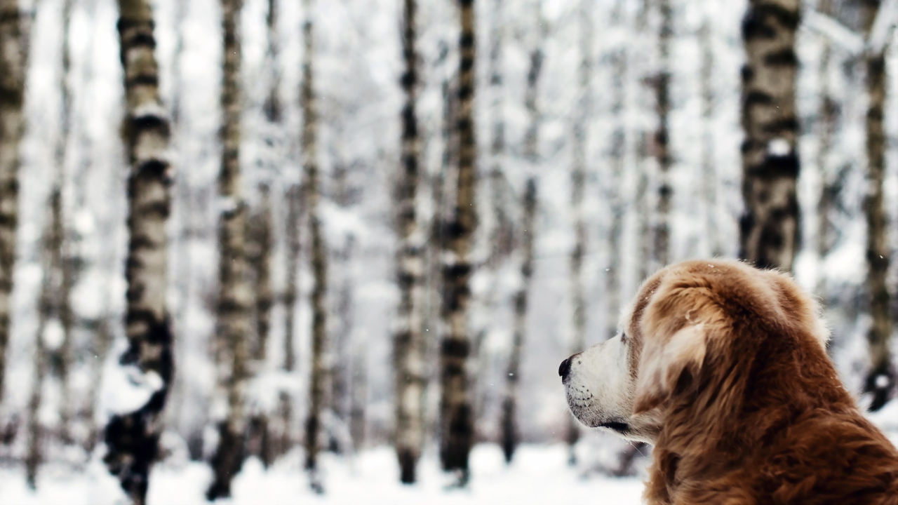 Fondo de pantalla Dog Looking At Winter Landscape 1280x720