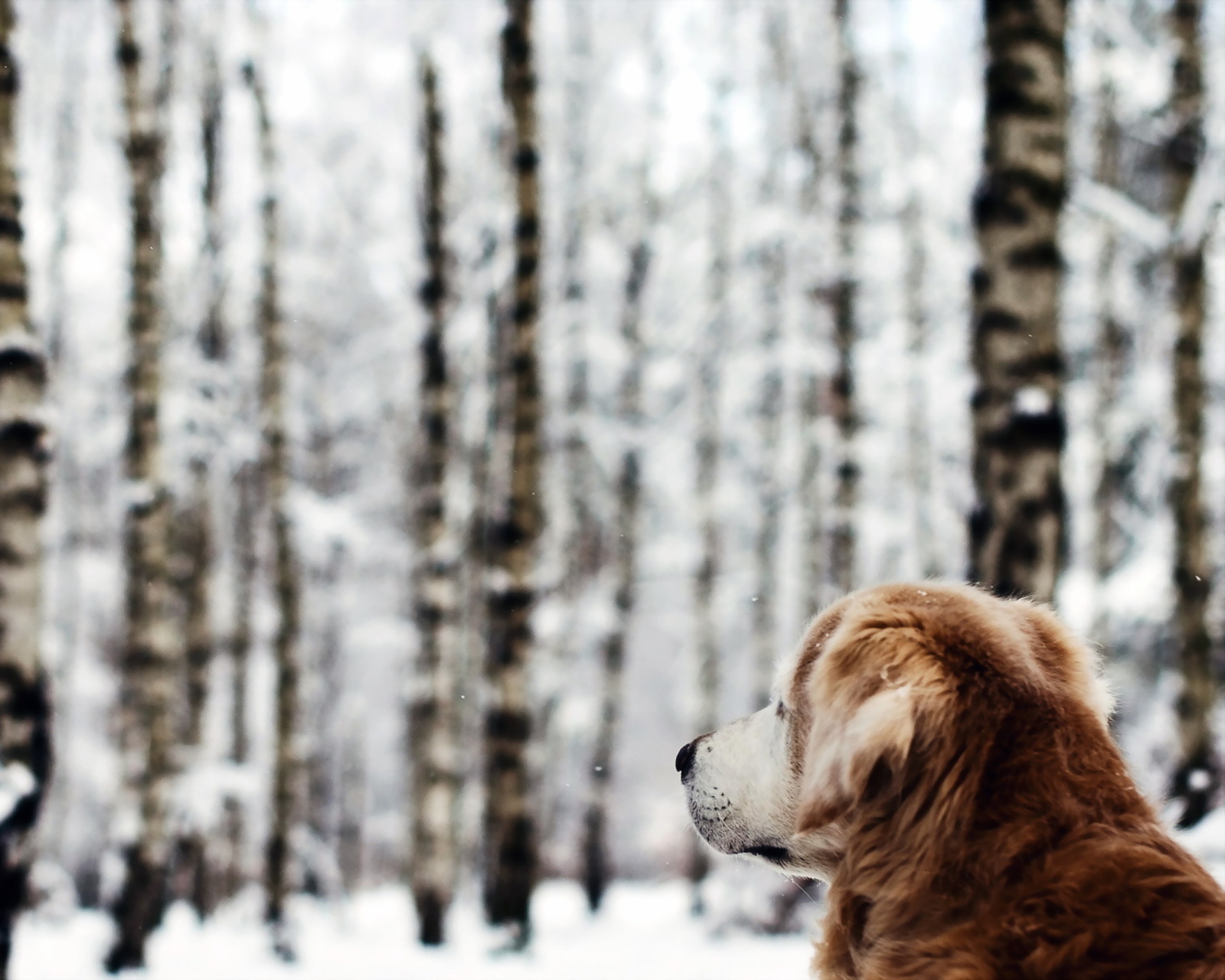 Fondo de pantalla Dog Looking At Winter Landscape 1600x1280