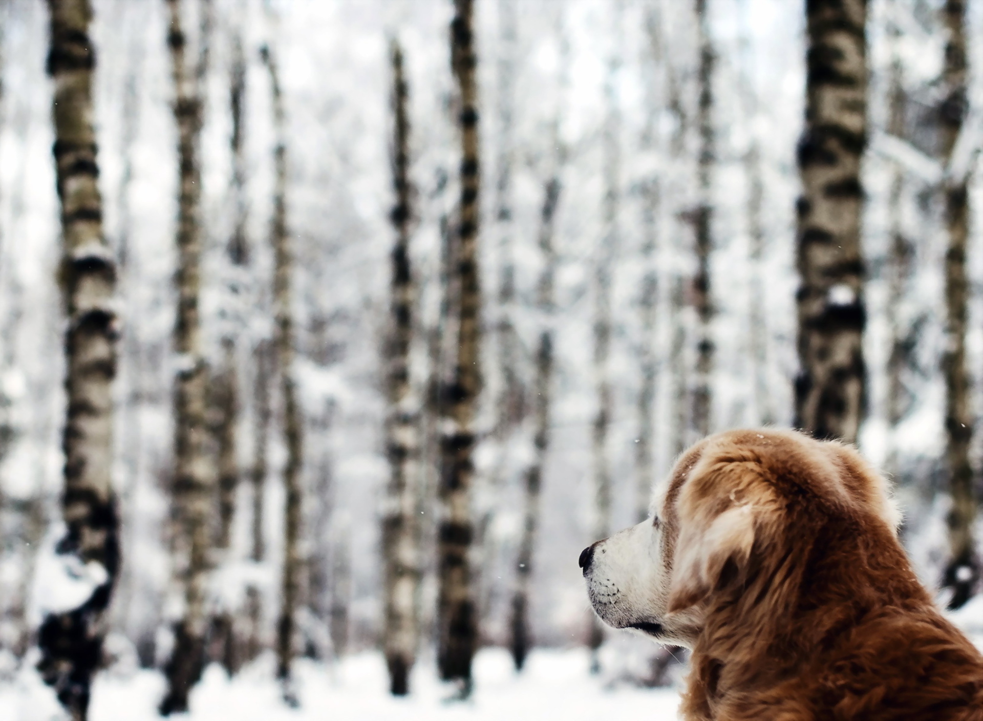 Обои Dog Looking At Winter Landscape 1920x1408