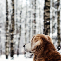 Dog Looking At Winter Landscape wallpaper 208x208