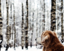 Das Dog Looking At Winter Landscape Wallpaper 220x176