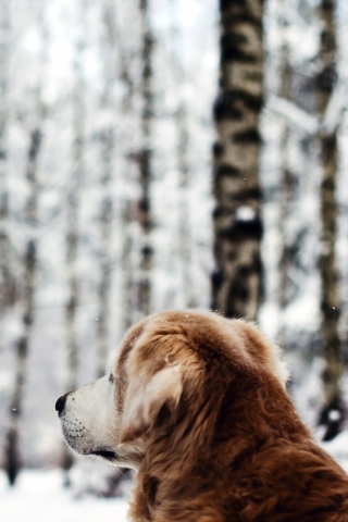 Das Dog Looking At Winter Landscape Wallpaper 320x480