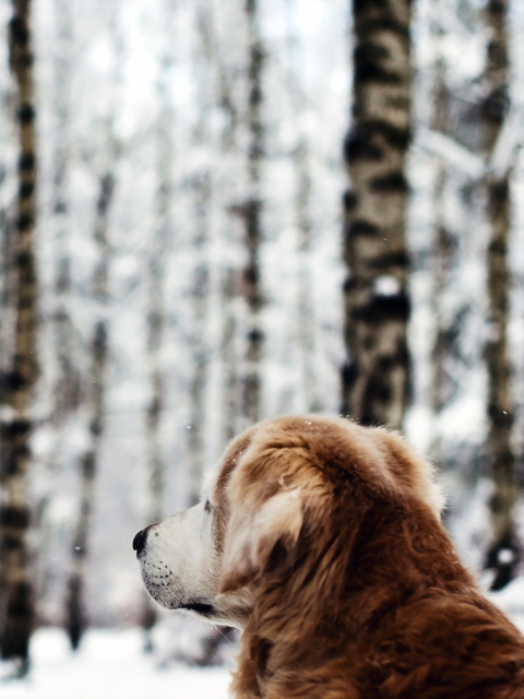Dog Looking At Winter Landscape wallpaper 480x640