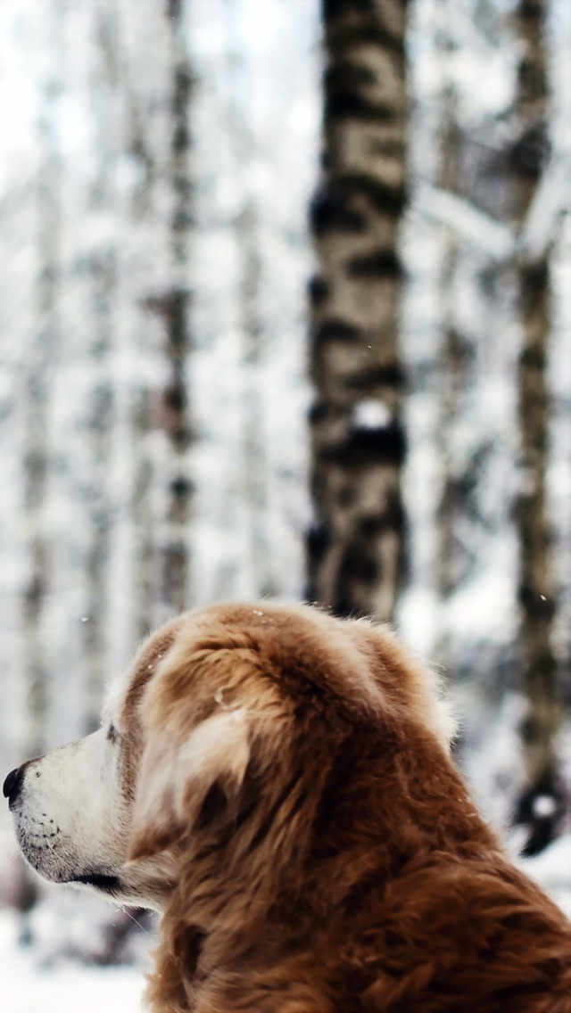 Dog Looking At Winter Landscape wallpaper 640x1136
