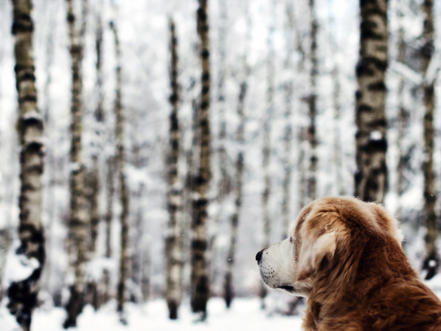Das Dog Looking At Winter Landscape Wallpaper 640x480