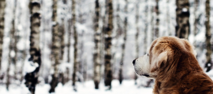 Fondo de pantalla Dog Looking At Winter Landscape 720x320