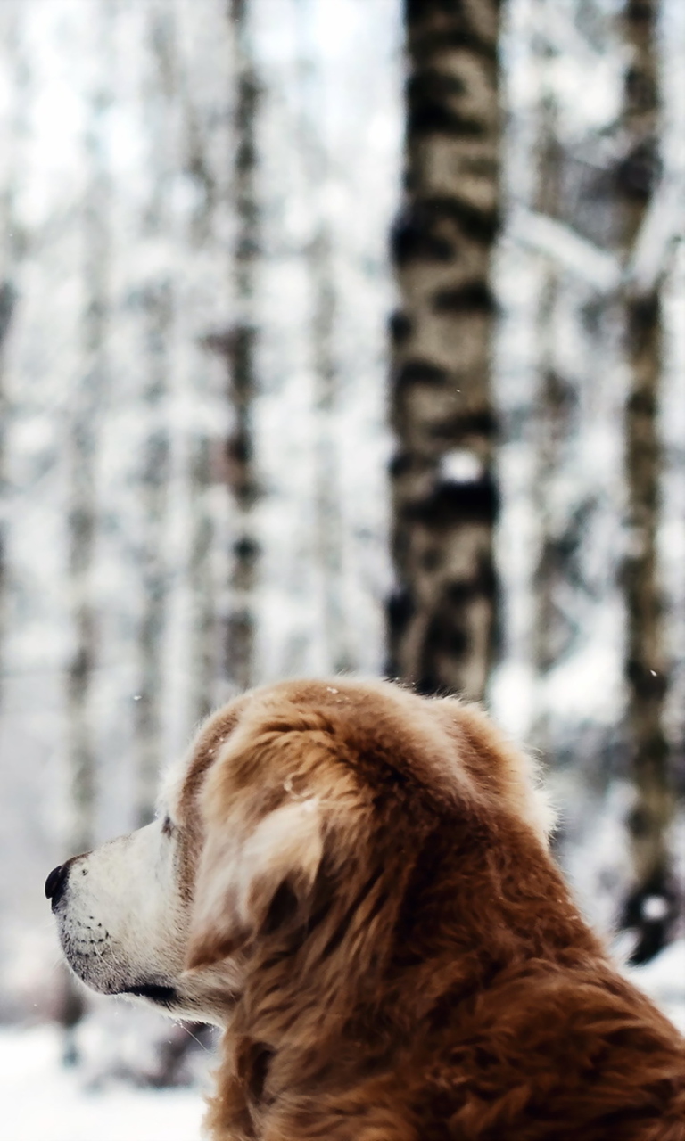 Dog Looking At Winter Landscape wallpaper 768x1280