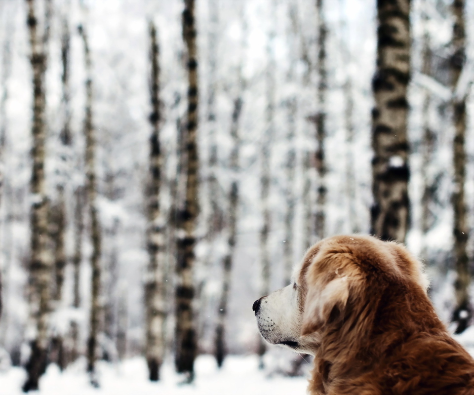 Fondo de pantalla Dog Looking At Winter Landscape 960x800