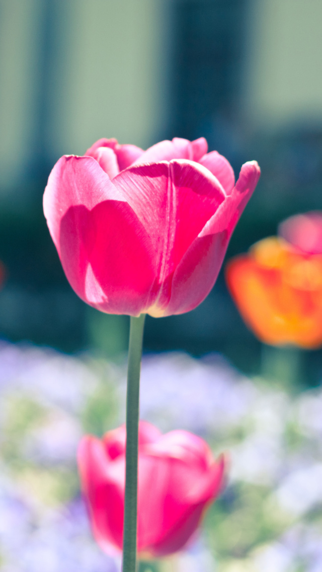 Sfondi Glade tulips 640x1136