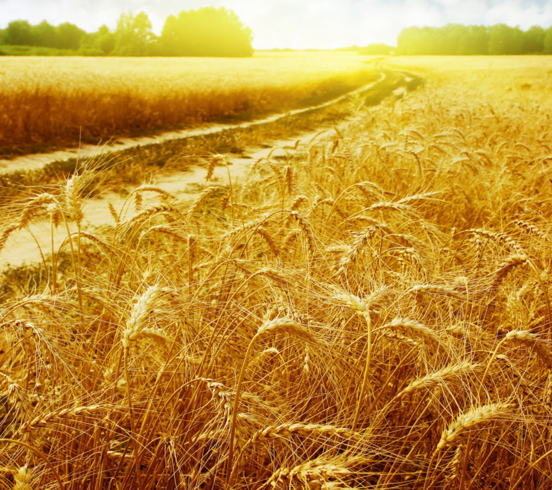 Wheat Field wallpaper 1080x960