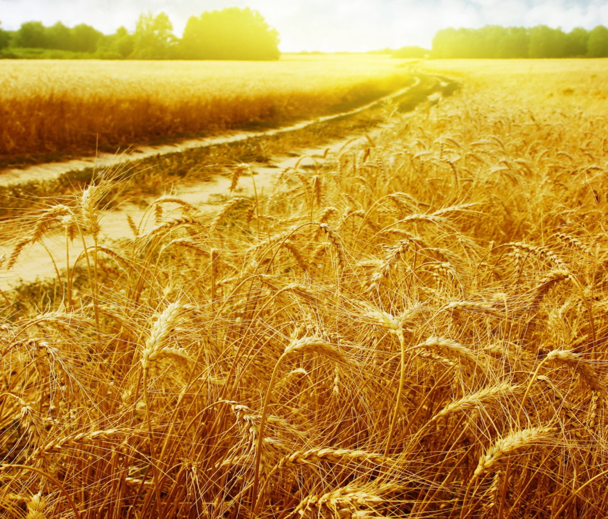 Wheat Field screenshot #1 1200x1024