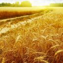 Das Wheat Field Wallpaper 128x128