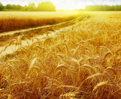 Wheat Field screenshot #1 176x144