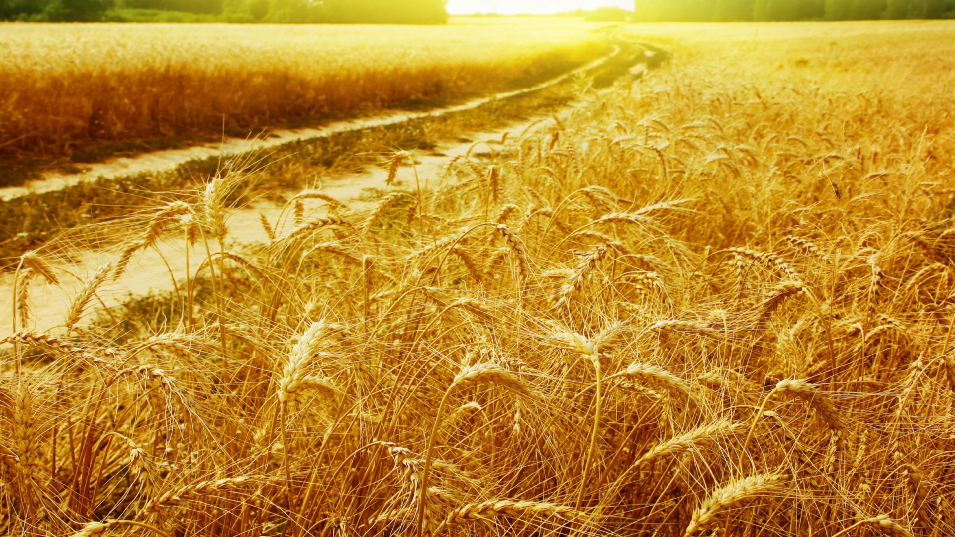 Das Wheat Field Wallpaper 1920x1080
