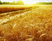Wheat Field wallpaper 220x176