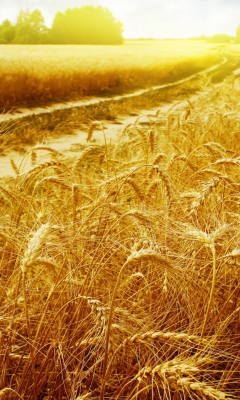 Wheat Field wallpaper 240x400