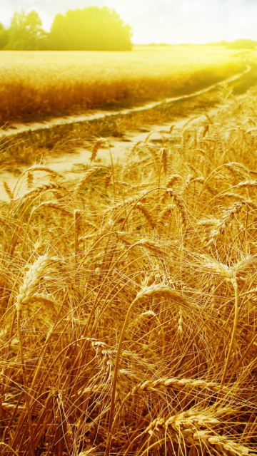 Wheat Field wallpaper 360x640