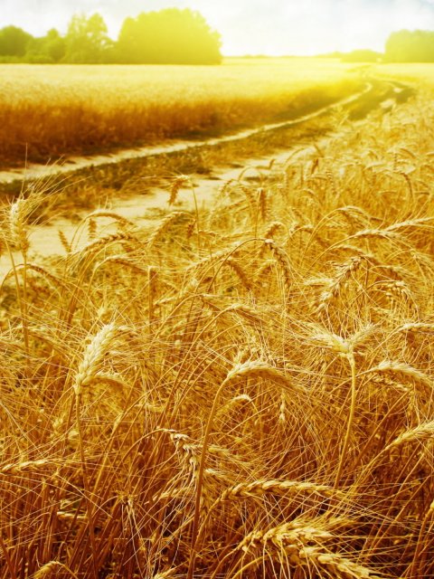 Das Wheat Field Wallpaper 480x640