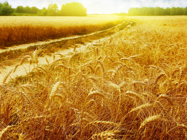 Das Wheat Field Wallpaper 640x480