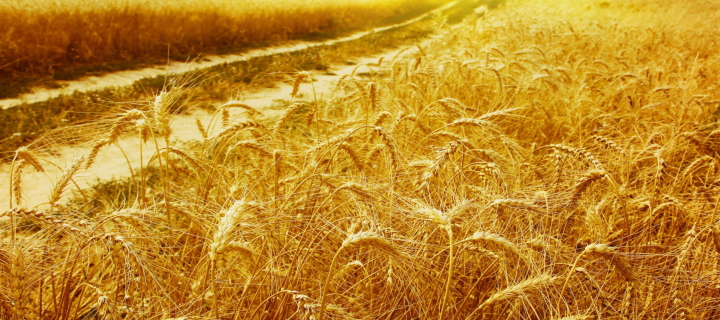 Das Wheat Field Wallpaper 720x320