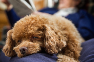Fluffy Plush Dog sfondi gratuiti per cellulari Android, iPhone, iPad e desktop