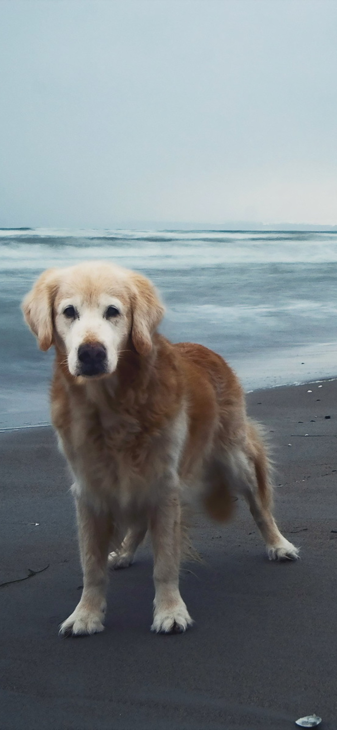 Fondo de pantalla Dog On Beach 1170x2532