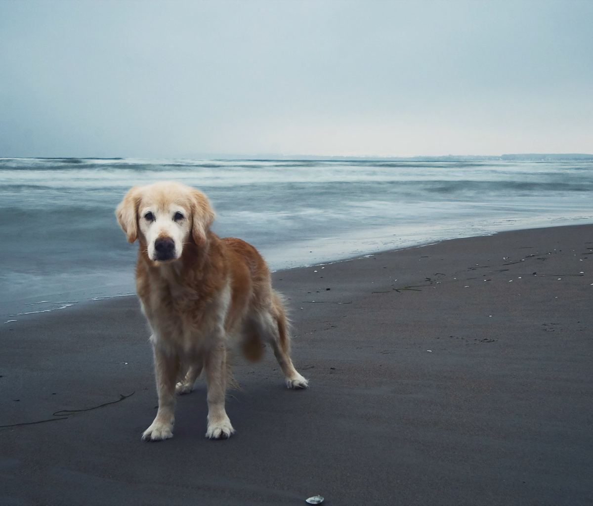 Обои Dog On Beach 1200x1024
