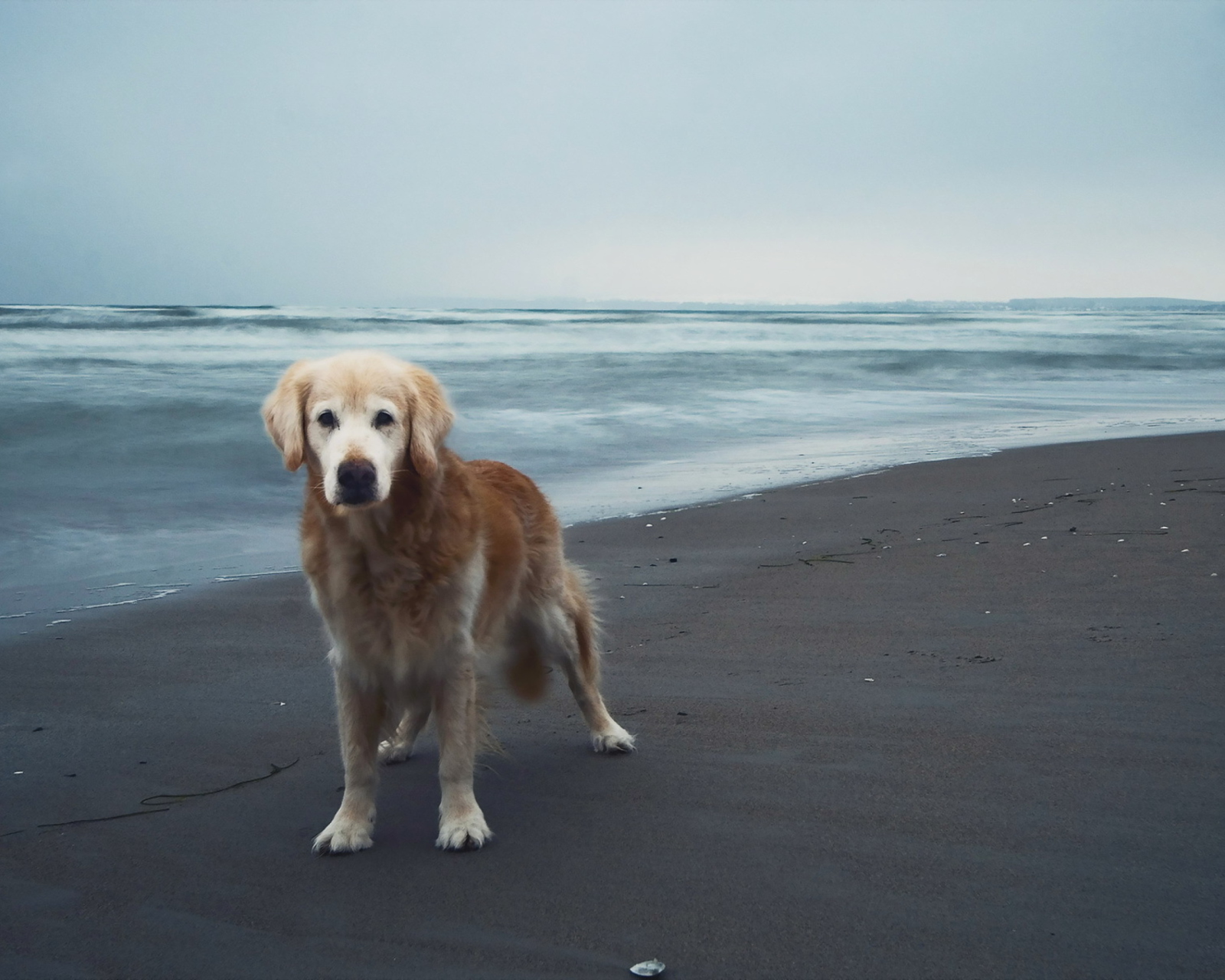 Das Dog On Beach Wallpaper 1600x1280