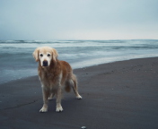 Das Dog On Beach Wallpaper 176x144