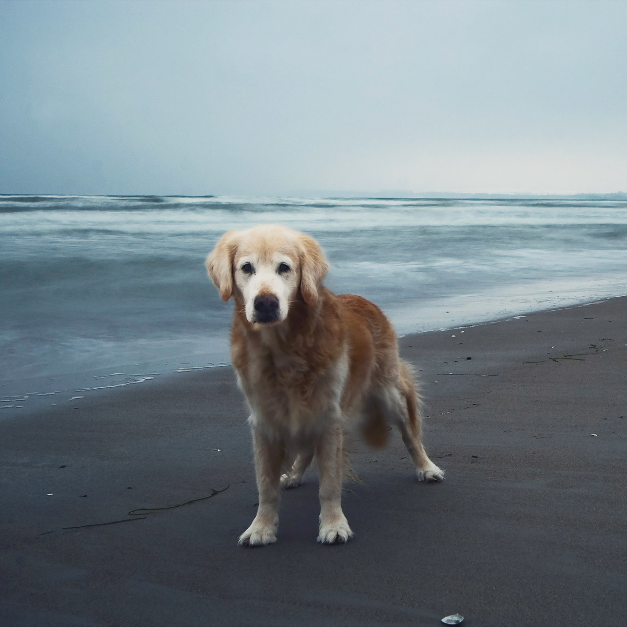 Das Dog On Beach Wallpaper 2048x2048