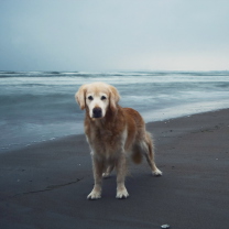 Das Dog On Beach Wallpaper 208x208