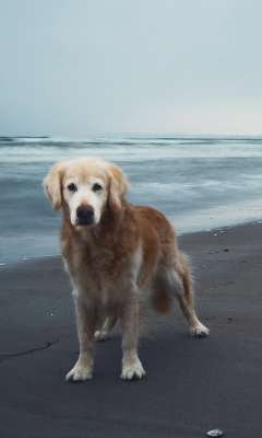 Обои Dog On Beach 240x400