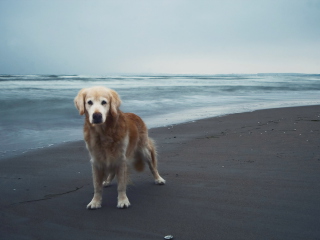 Dog On Beach wallpaper 320x240